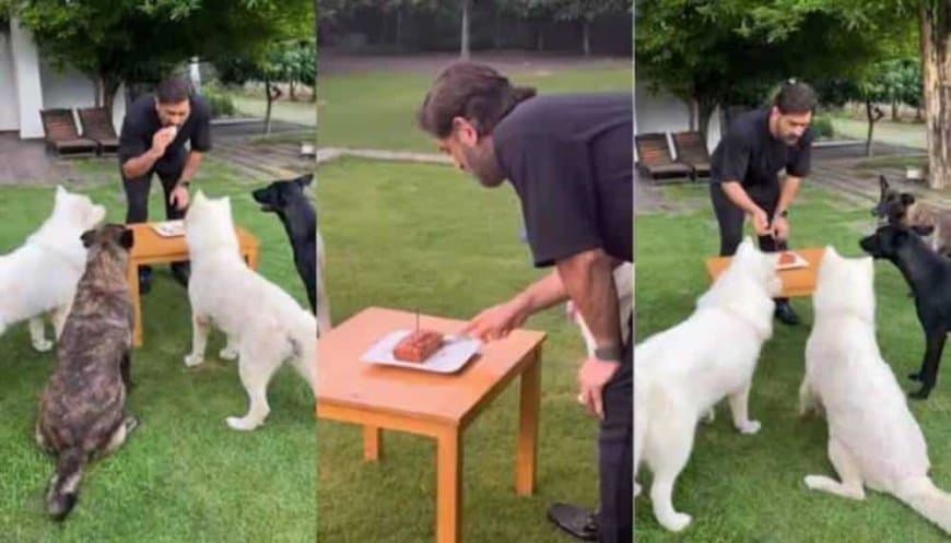 Watch: MS Dhoni Birthday Celebration With His Pets Video Goes Viral